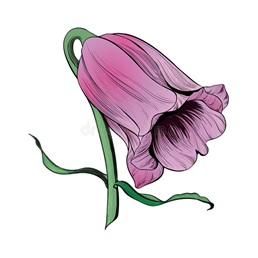 fioletowy kwiat