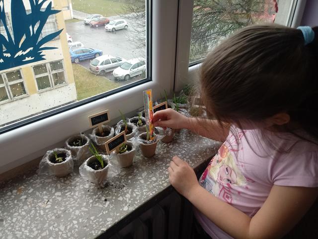 Dziewczynka obserwuje roślinki, które rosną w małych doniczkach i są ustawione na parapecie okiennym.