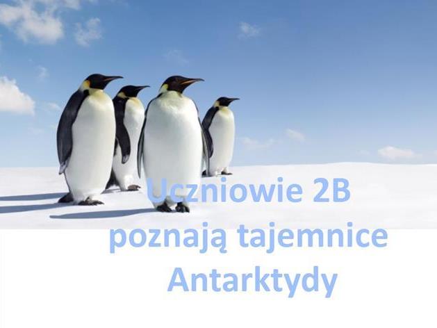 Zdjęcie przedstawiające pingwiny oraz napis: ,,Uczniowie 2 b poznają tajemnice Antarktydy’’.