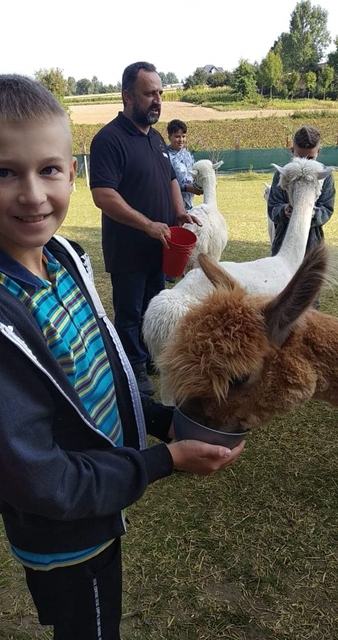 Zdjęcie uczniów karmiących alpaki.