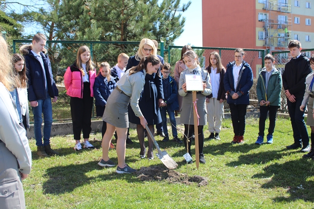 Grupa uczniów stoi wokół „ Dębu Katyńskiego”. Zasadzenia dębu dokonują harcerki z Panią Dyrektor.